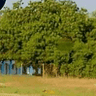Maltiba